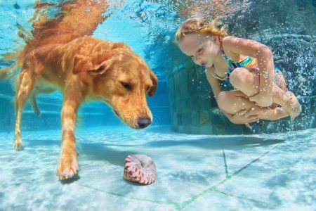 A girl and a dog underwater in a pool. The dog appears to be retrieving a shell and the girl is watching the dog.